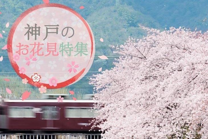 神戸の桜名所 特集